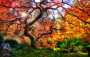 default_image-by-michael-matti-famous-japanese-garden-tree-in-portland-portland_-or